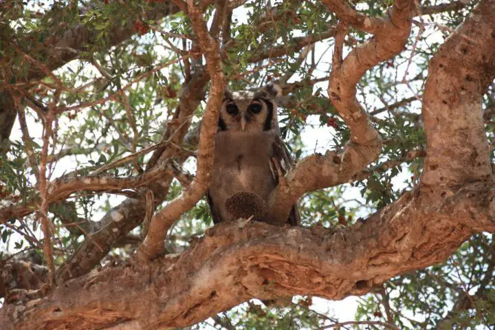 Eule, Tsavo Ost Nationalpark, Safari mit Kindern, Kenia mit Kindern