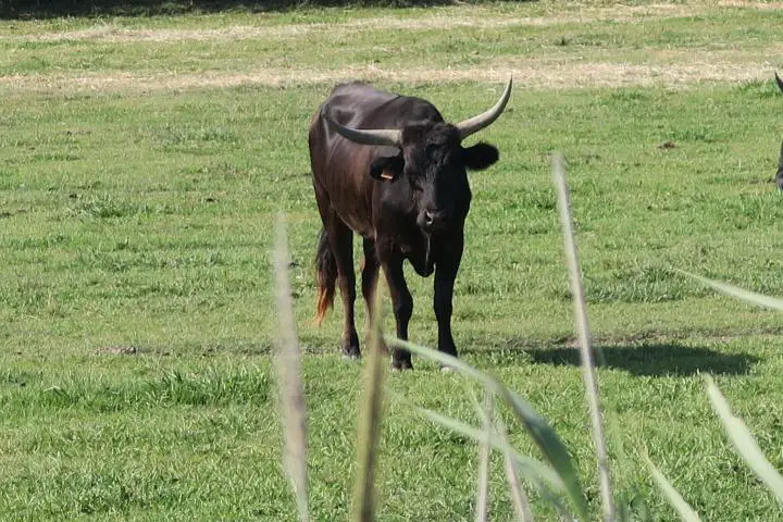 Schwarzer Stier, Camargue, Arosa Luna, Flusskreuzfahrt mit Kindern