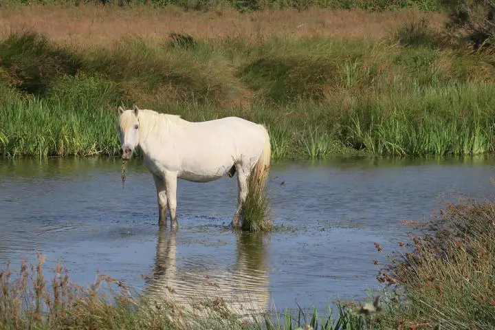 weißes Pferd, Camargue, Arosa Luna, Flusskreuzfahrt mit Kindern