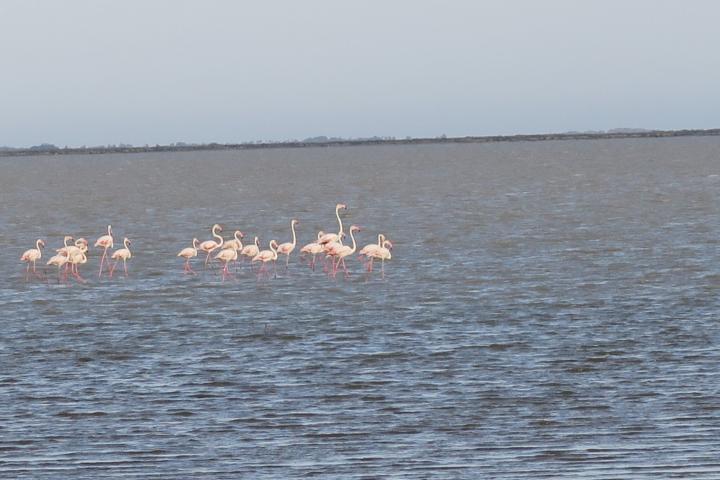 Flamingos in der Camargue, Arosa Flusskreuzfahrt mit Kindern