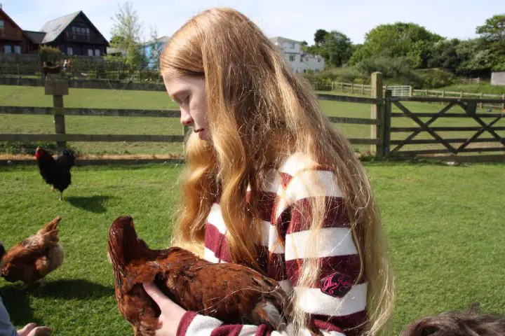 Hühner auf der Feadon Farm, Gwel an Mor, Portreath, Cornwall