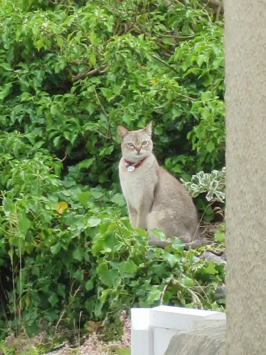 Eine ganz besondere Diva: graue Katze mit einzigartigem Gesichtsausdruck