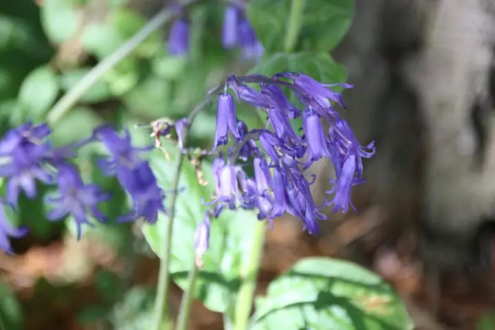 Zauberhafte Bluebells verwandeln den Waldboden in blaue Teppiche, Cornwall im Mai und Juni