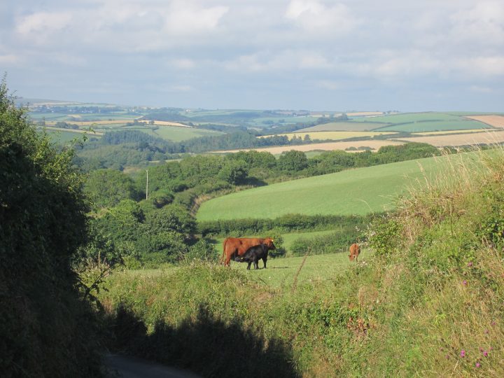 Kühe auf der Weide in Polruan. Blick über die Landschaft Cornwalls