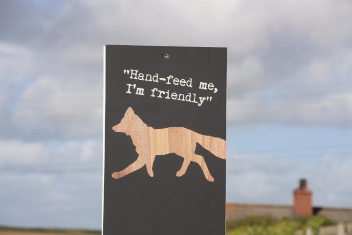 Wildlife at Gwel an Mor, Portreath, Cornwall