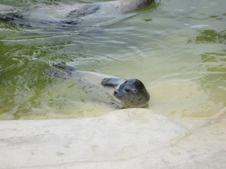 Cornish Seal Santuary, Cornwall mit Kindern