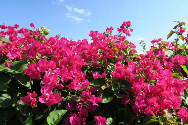 Bougainvillea in Kenia, Kenya, Mombasa