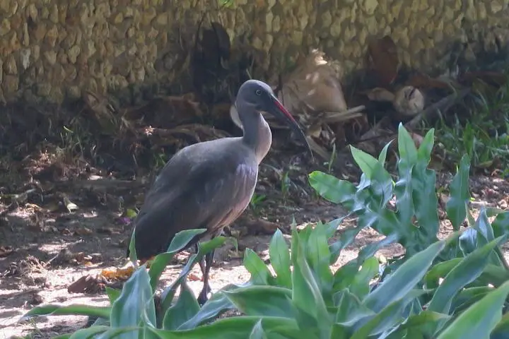 Kenia mit Kindern, Mombasa mit Kindern, Ibis