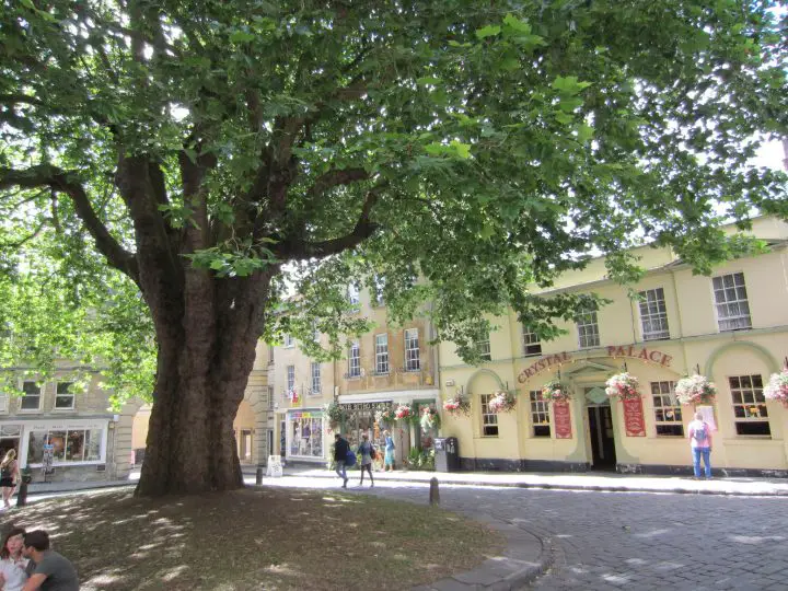 Bath, England Ein großer alter Baum mitten in Bath. Seine Äste spenden dem ganzen Platz schatten. Doch hier sollen früher Menschen gehängt worden sein, eine gruselige Vorstellung