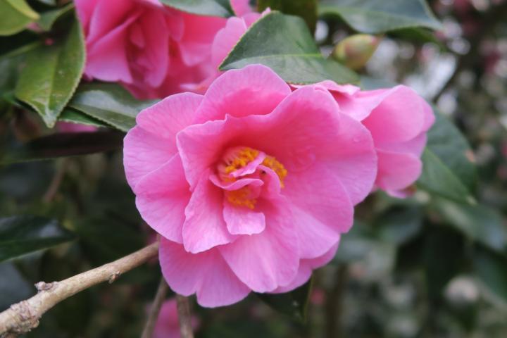 Kamelie in Glendurgan