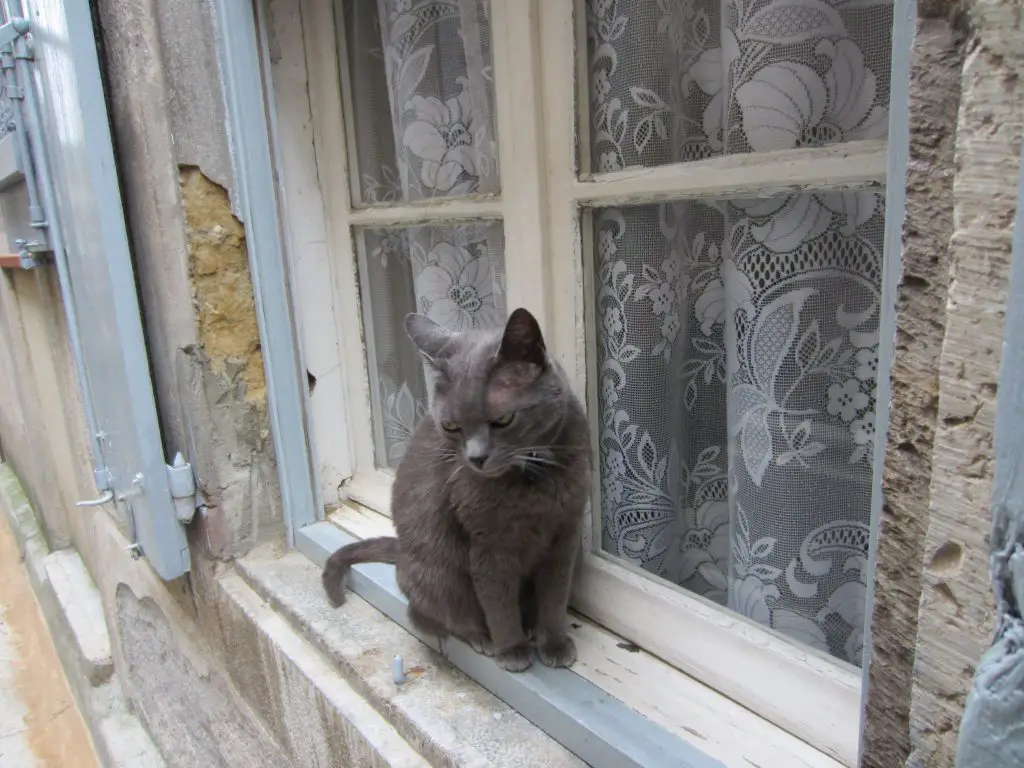 Graue Katze auf einer Fensterbank in Lagrasse