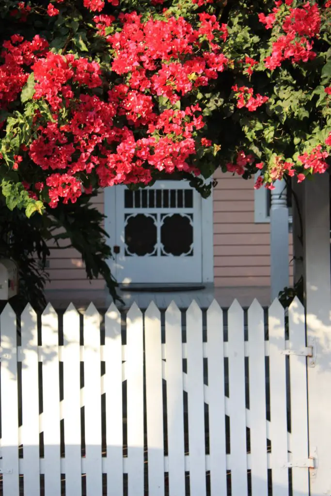 Traumhafte Bougainvillea in Key West, Florida