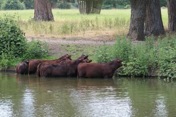 Kühe im Wasser beim Langley Hotel