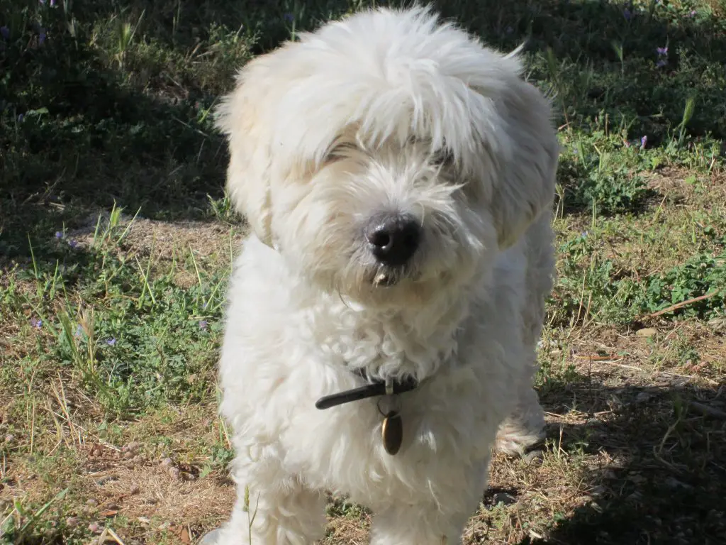 Hund, La Couscouillette, Montlaur, Frankreich