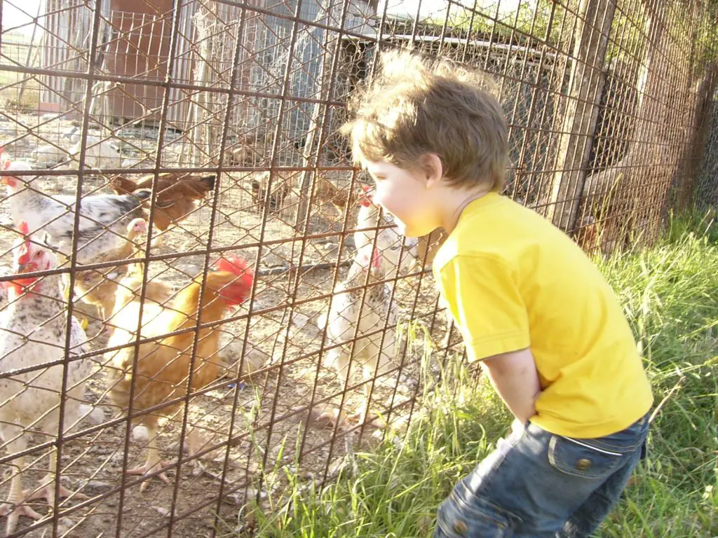 Kind besucht Hühner auf dem Bauernhof