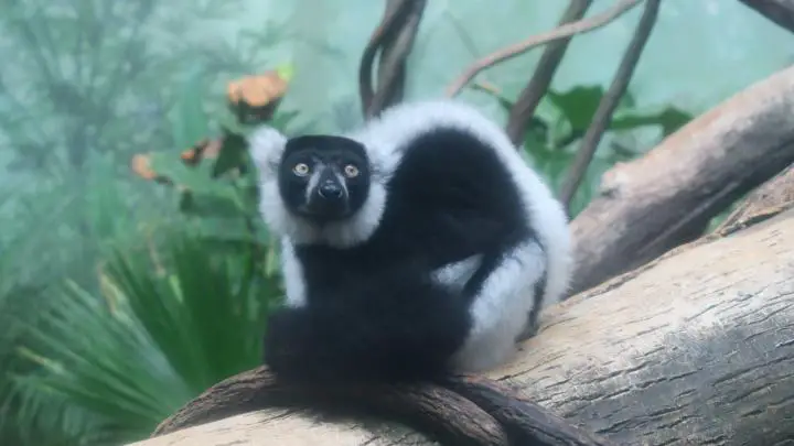 Lemur im Central Park Zoo