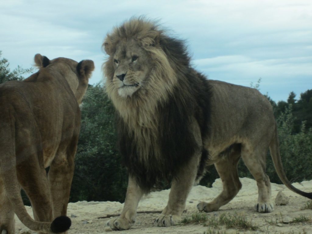 Löwen in greifbarer Nähe im Safaripark von Sigean.