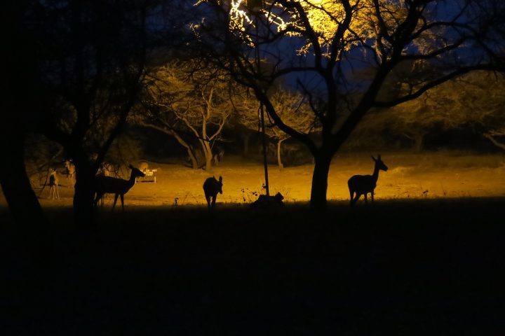 Abends im Severin Safari Camp, Kenia mit Kindern