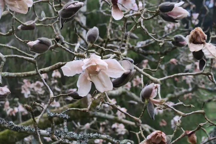 Magnolien in Cornwall