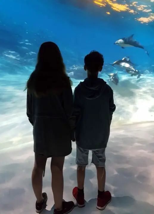 Kinder betrachten Wale und Delfine unter Wasser im National Geographic Encounter Ocean Odyssey