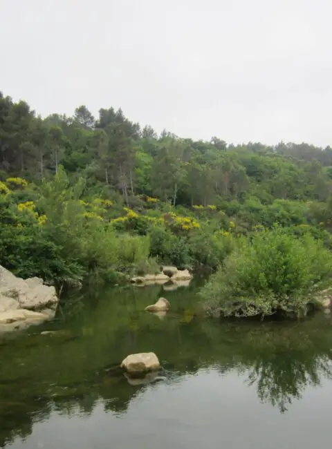 Flusslandschaft mit viel Wald in der Nähe von Ribaute