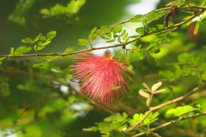 Zauberhafte Blüte im Eden Project Cornwall