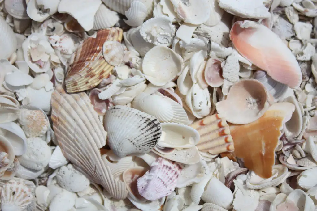 Shell art Sanibel Island