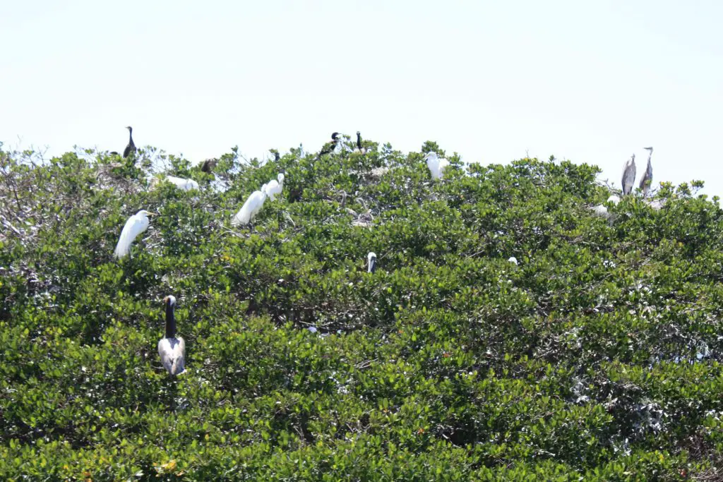Die Nistplätze der Reiher, Kormorane und Pelikane, Sarasota Bay, Florida