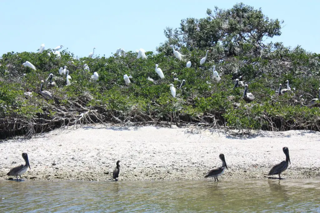 Hochsaison an den Nistplätzen der Reiher, Kormorane und Pelikane in der Sarasota Bay, Florida