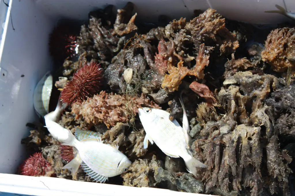 Unser Fang zeigt die Vielfalt der Unterwasserwelt Floridas, Eco Boat Tour, Mote Aquarium, Sarasota