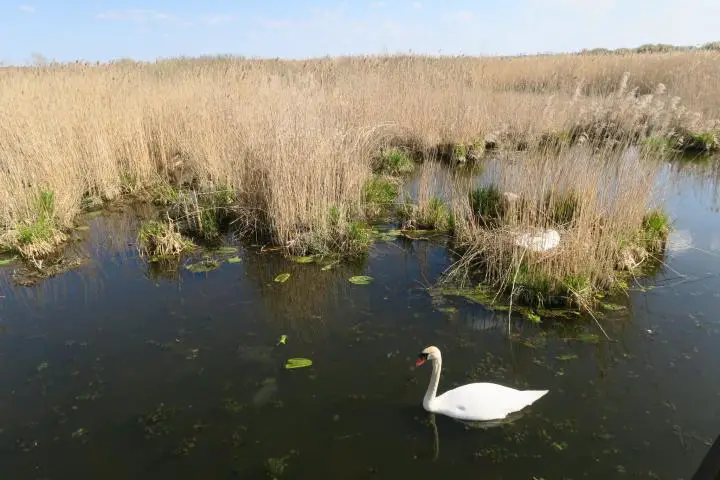 Schwan vor seinem Nest am Federsee