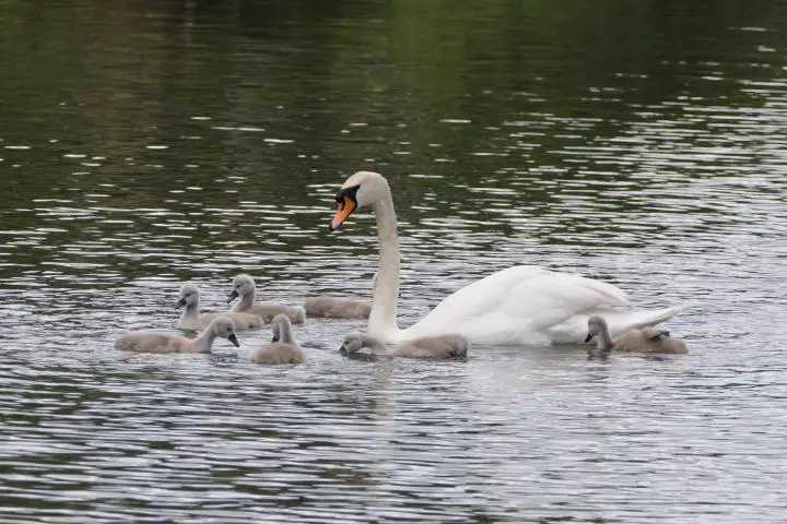 Schwanenfamilie