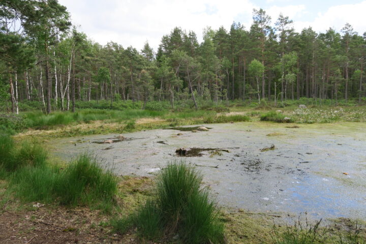 Einsamer See im Store Mosse Nationalpark in Schweden