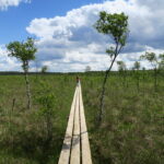 Schweden: Store Mosse Nationalpark – Wandern im größten Moor in Südschweden