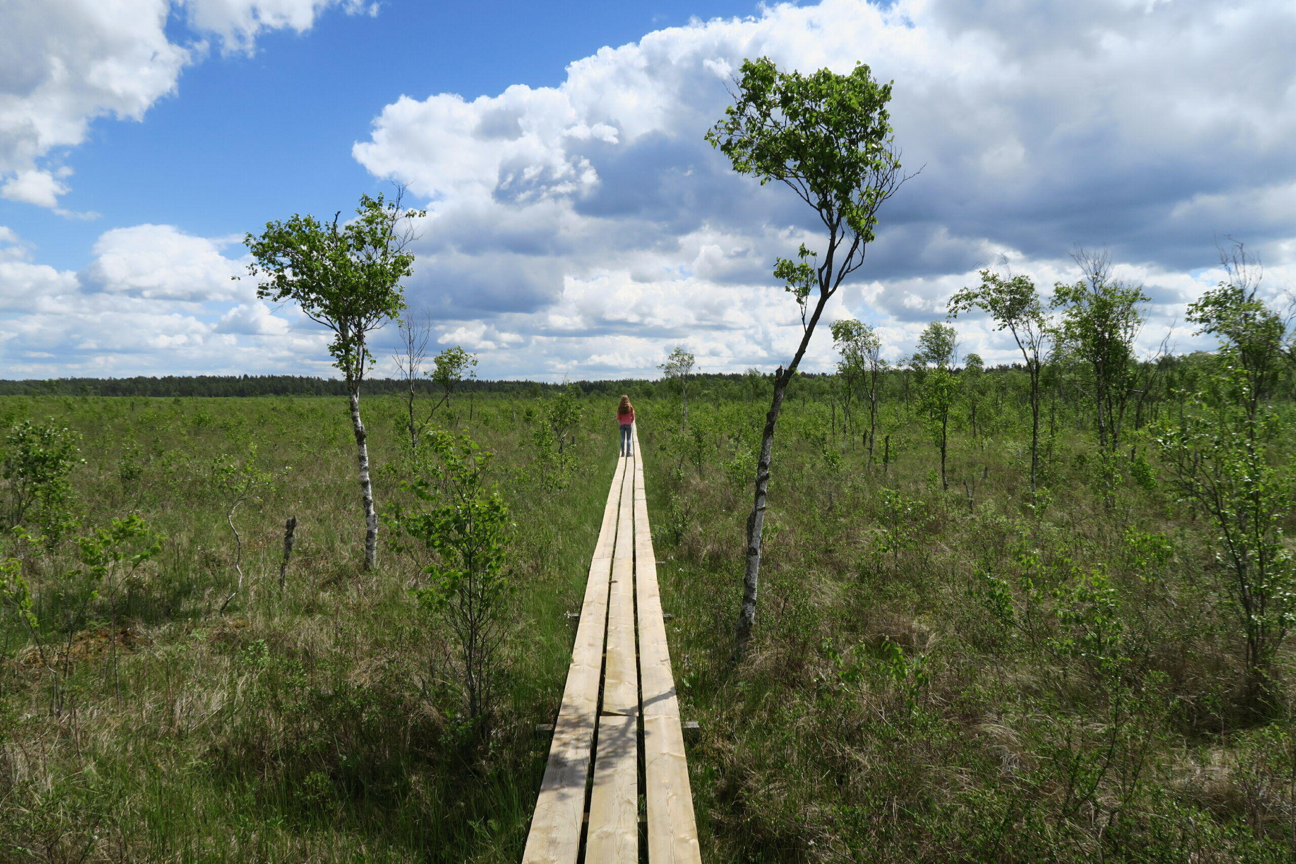 Steg im Store Mosse Nationalpark in Schweden