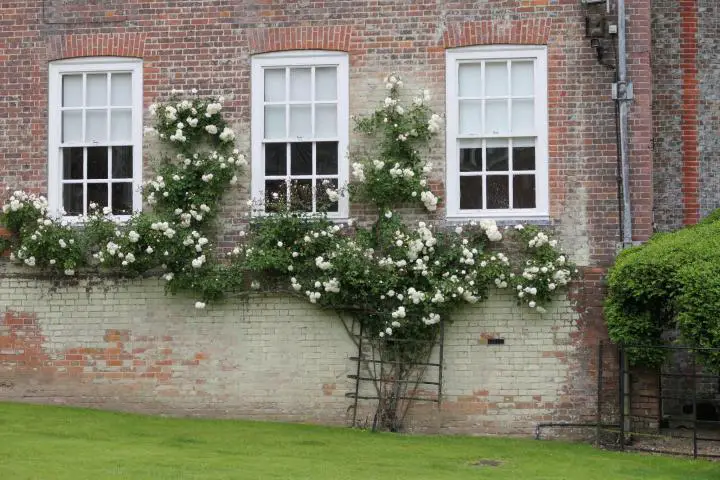 Rosen an der Fassade von Stonor House