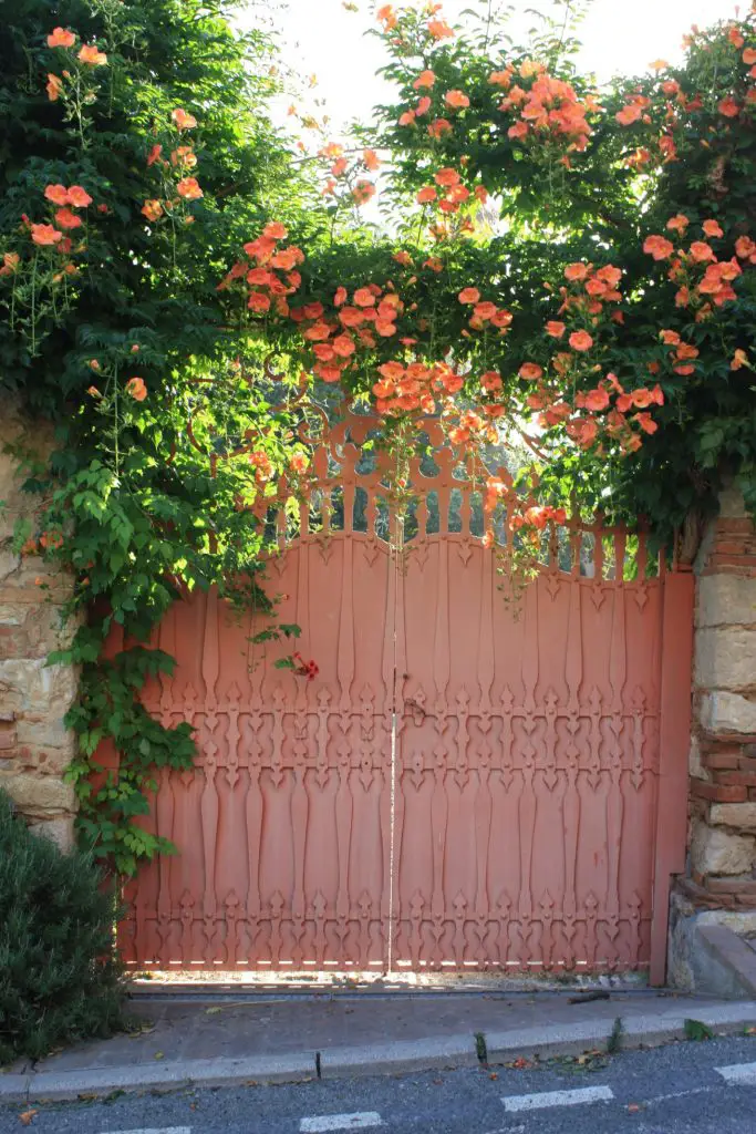 Idyllisches Gartentor mit farblich passenden Blumen in Bolgheri