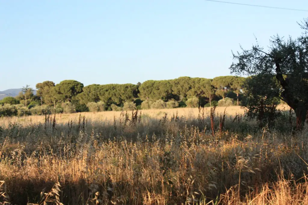 Riesige Felder umgeben den Agriturismo nahe Cecina