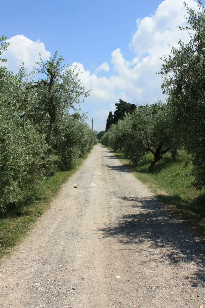 Einsamer Weg zum Agriturismo nahe Cecina