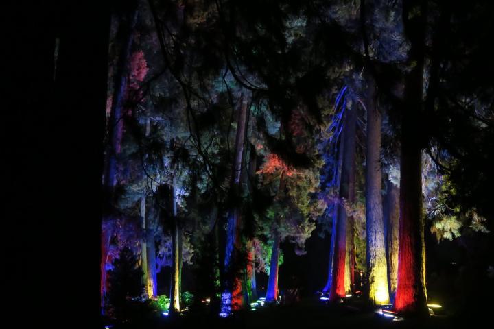 Illuminierte Bäume in der Wilhelma bei Christmas Garden