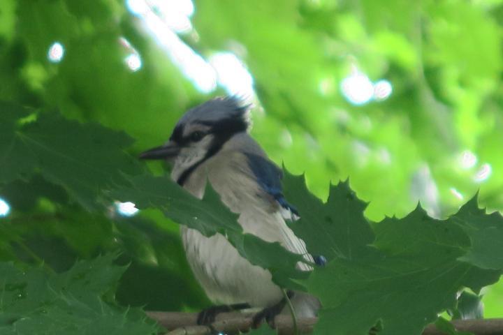 Vogel im Central Park