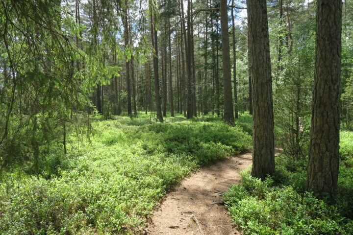Wald im Store Mosse Nationalpark