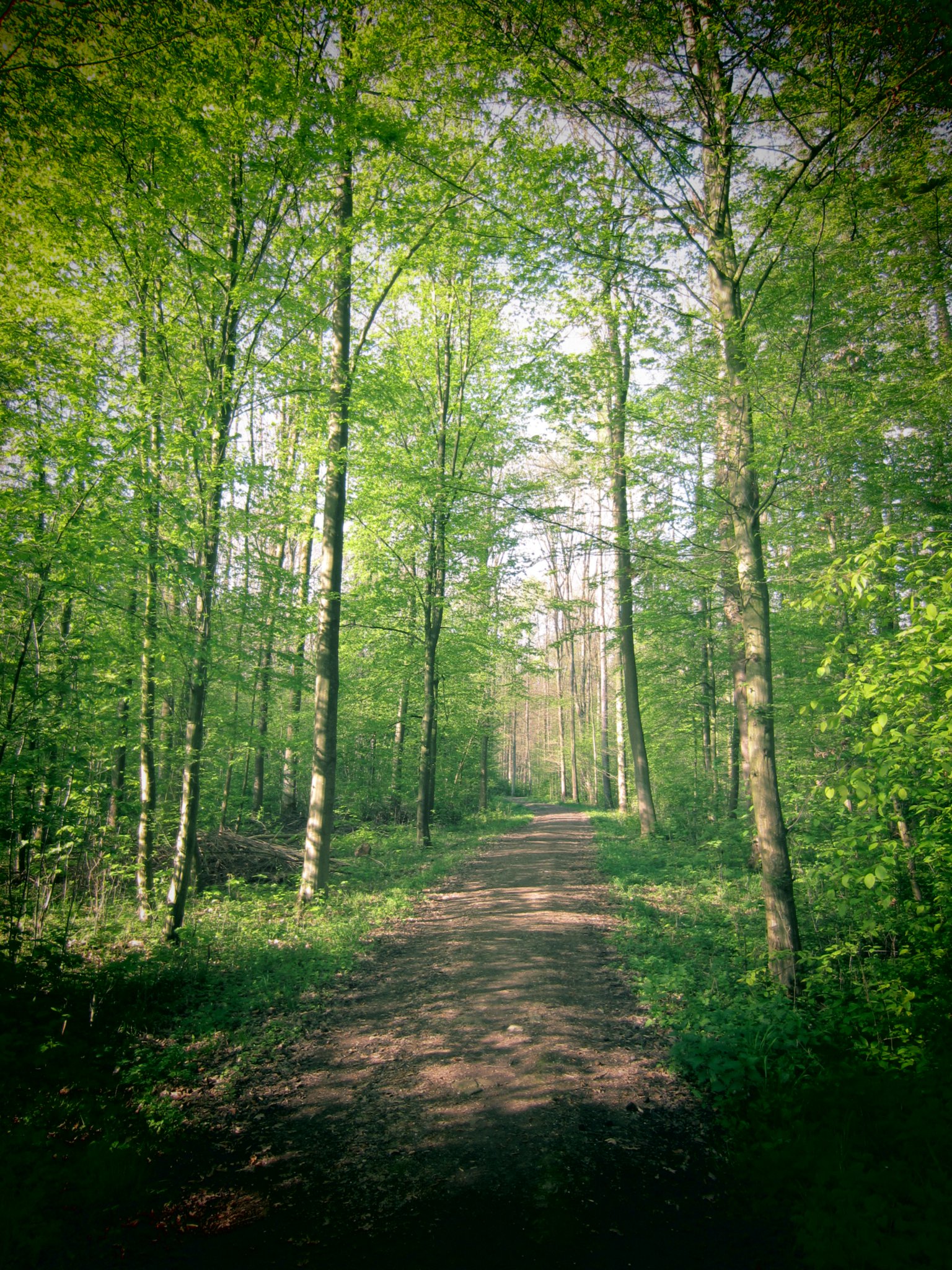 Wald Stuttgart