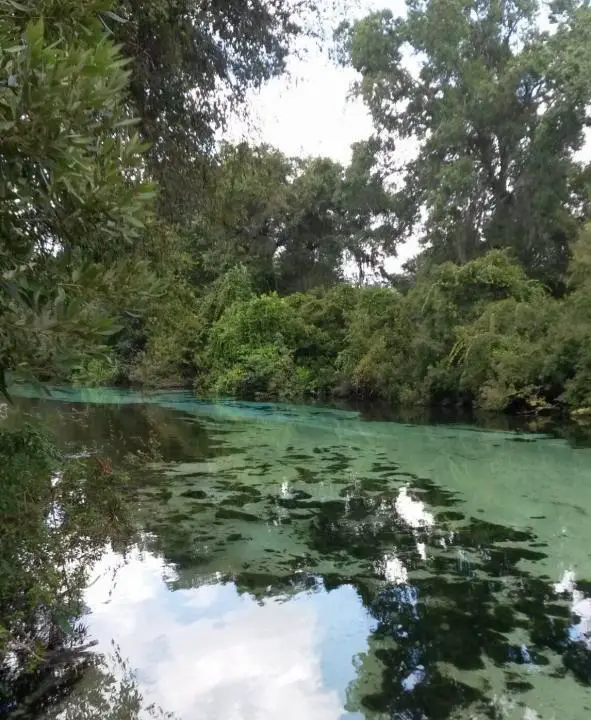 Das Wasser des Weeki Wachee Rivers in Florida ist glasklar