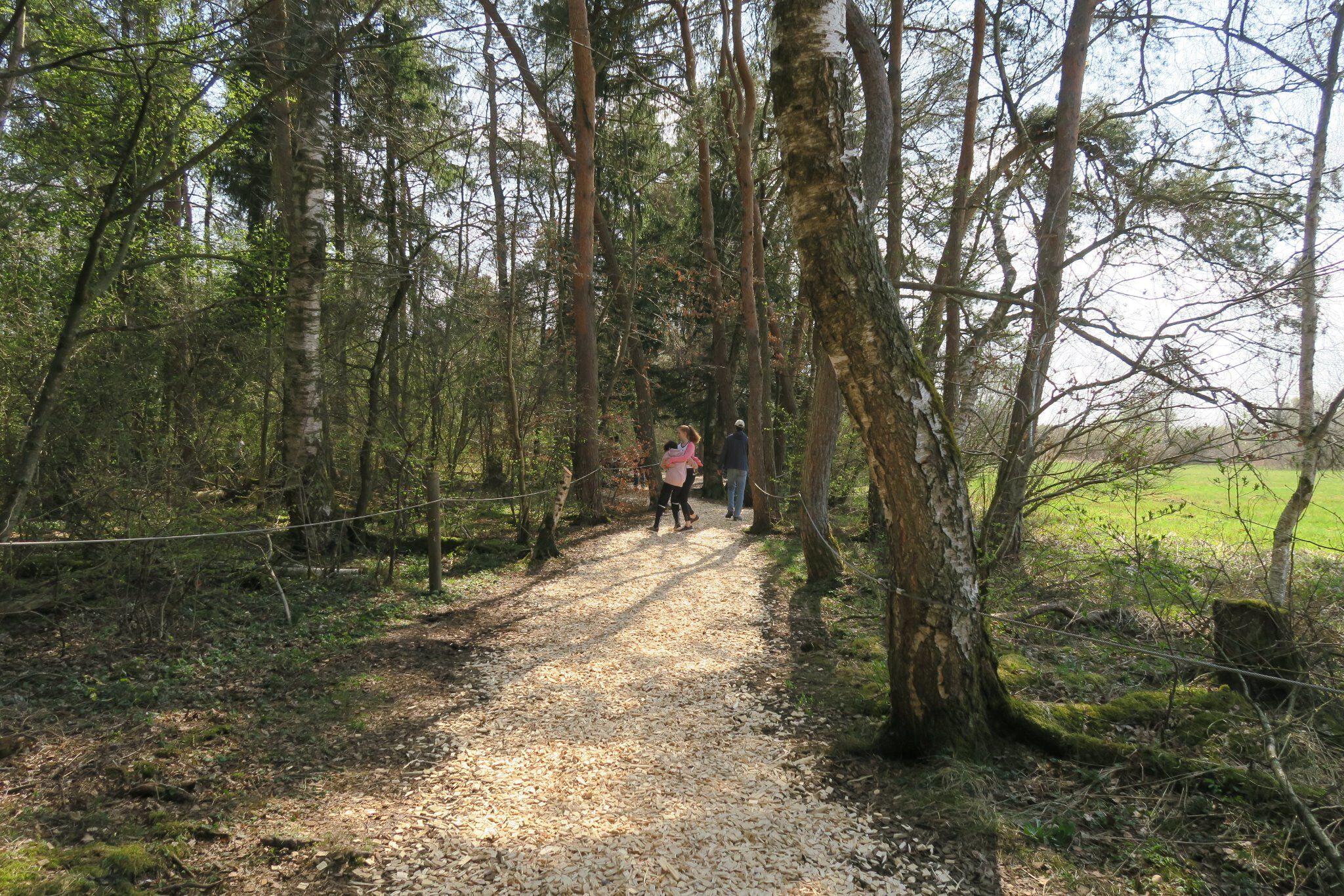 Weg durch den Wackelwald bei Bad Buchau