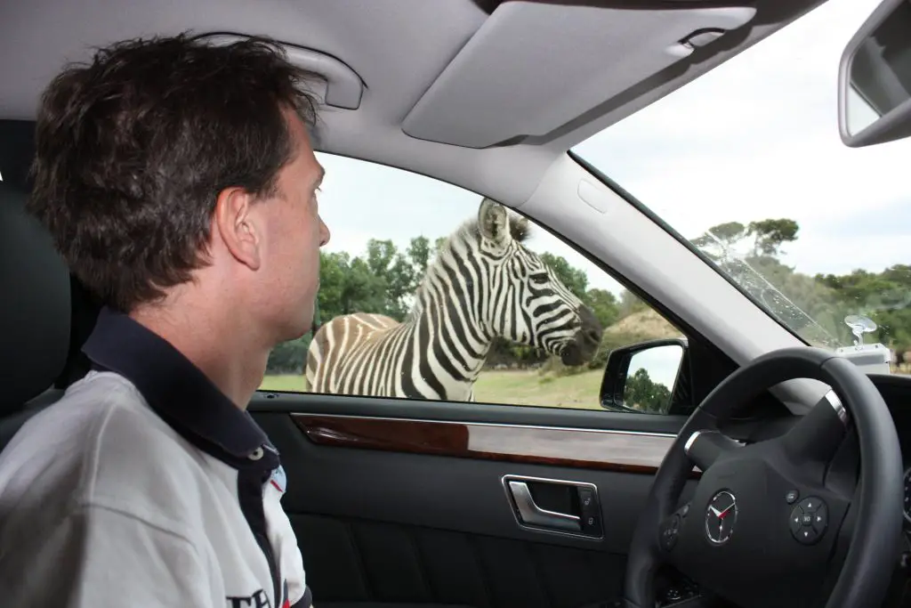 Zebras direkt neben dem Auto im Safaripark von Sigean